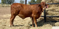 40 Beefmaster, Santa Gertrudis & Crossbred Rep. Heifers... Central TX