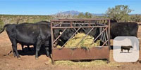 10 Reg. Angus Cows... Central NM