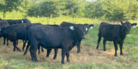 23 Angus Rep. Heifers... Northeast AR
