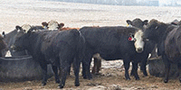 350	Angus, BWF, Red Angus, RWF & Hereford Cows... Northwest ND