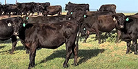 70 Angus Rep.  Heifers... Central OK