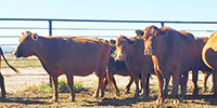 18 Red Angus Cows... Central NM