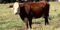 8 Reg. Hereford Cows... E. Central LA