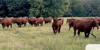 130	American Red & Santa Gertrudis-Hereford/Red Angus Bred Heifers... Central TX