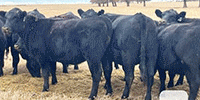 66 Angus & BWF Bred Heifers... Central TX
