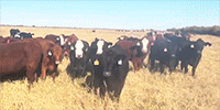 46 Red Angus Cross Bred Heifers... Central TX