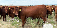 8 Reg. Red Angus Bred Heifers... NE Panhandle