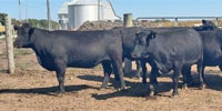 8 Angus Bred Heifers... W. Central IN