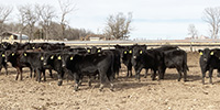 84 Angus & BWF Rep. Heifers... Southwest MO