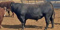 4 Angus & Black Baldy Bulls... TX Panhandle