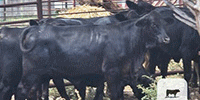 20 Brangus Rep. Heifers... S. Central TX
