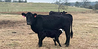8 Angus Pairs... East TX