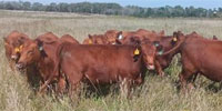 24 Red Angus Rep. Heifers... E. Central KS