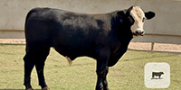 4 Simbrah & Simmental Bulls for Sale or Lease... Central TX