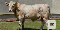 14 Charolais Bulls for Sale or Lease... Central TX