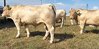 40 Charolais Bulls... SW Missouri