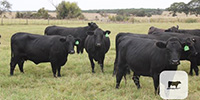 28 Angus Plus Cows... Central TX