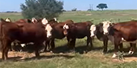 13 Hereford Cross Bred Heifers... Central TX