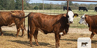 9 F1 Braford/Tigerstripe Bred Heifers... Northeast TX
