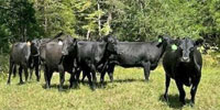 48 Angus Bred Heifers... Southwest AL