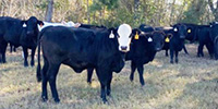 60 Crossbred Rep. Heifers... East TX