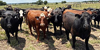 43 Angus, BWF, & Red Angus Cows... Central TX