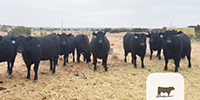 10 Angus Bred Heifers... TX South Plains