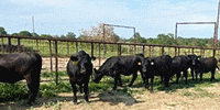 10 Reg. Angus Rep. Heifers... East TX