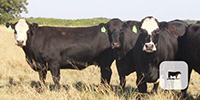 18 Angus & BMF Cows... Central TX