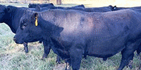 10 Reg. Angus Bulls... N. Central MS
