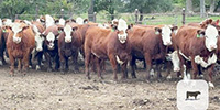 50 Hereford & RWF Bred Heifers... Southeast NE