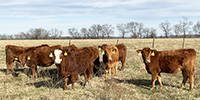 48 Red Angus, RWF & Charolais Cross Rep. Heifers... Southwest MO