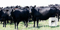 69 Angus & 'BWF' Cows... Southeast NE