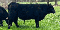 4 Reg. Angus Bulls... Southwest LA
