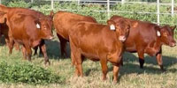 30 Reg. Red Angus Rep. Heifers... Northeast TX