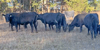15 Angus Cows... E. Central MO