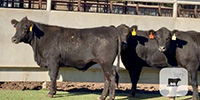 5 Angus & Angus Cross Bred Heifers... Central TX