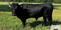 1 Aberdeen Angus Bull... Southeast LA