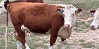 8 Reg. Hereford Bred Heifers... Central TX