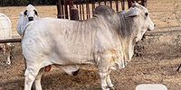 1 Reg. Brahman Bull... S. Central TX