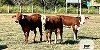 40 Beefmaster, Santa Gertrudis & Crossbred Rep. Heifers... Central TX