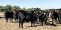 70 Angus & Black Baldy Rep. Heifers... Southwest MO