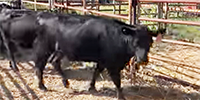 12 Angus Bred Heifers w/ 1+ Calves... Central TX