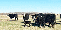 54  Angus & BWF 1st-Calf Pairs... Central KS