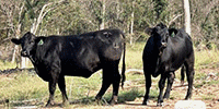 62 Angus Cross Bred Heifers... Northeast OK