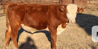 2 Reg. Polled Hereford Bulls... Northeast TX