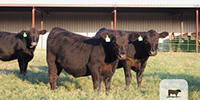 15 Angus Rep. Heifers... Central TX