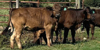 7 Reg. Braunvieh Rep. Heifers... Northeast TX