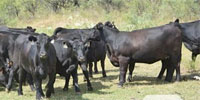 32 Reg. Angus Bred Heifers... North TX