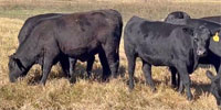66 Angus & BWF Rep. Heifers... Northeast TX